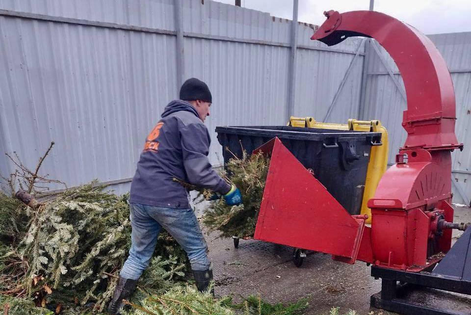 За несколько дней калининградцы сдали на утилизацию более 5 кубометров новогодних елей