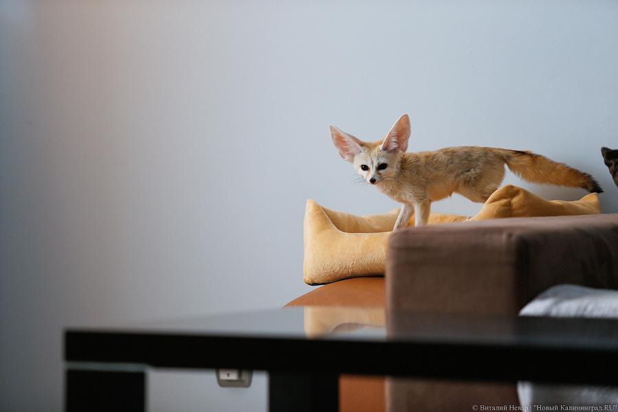 Длинноухое фыр-фыр-фыр: пара фенеков поселилась в Калининграде