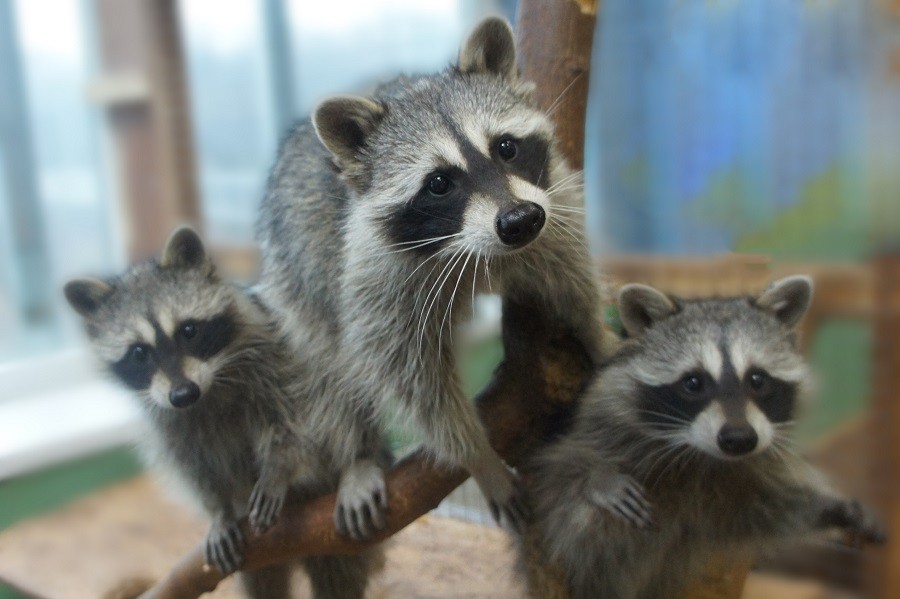 Расписание бесплатных мастер-классов на познавательной планете «Пушистики»