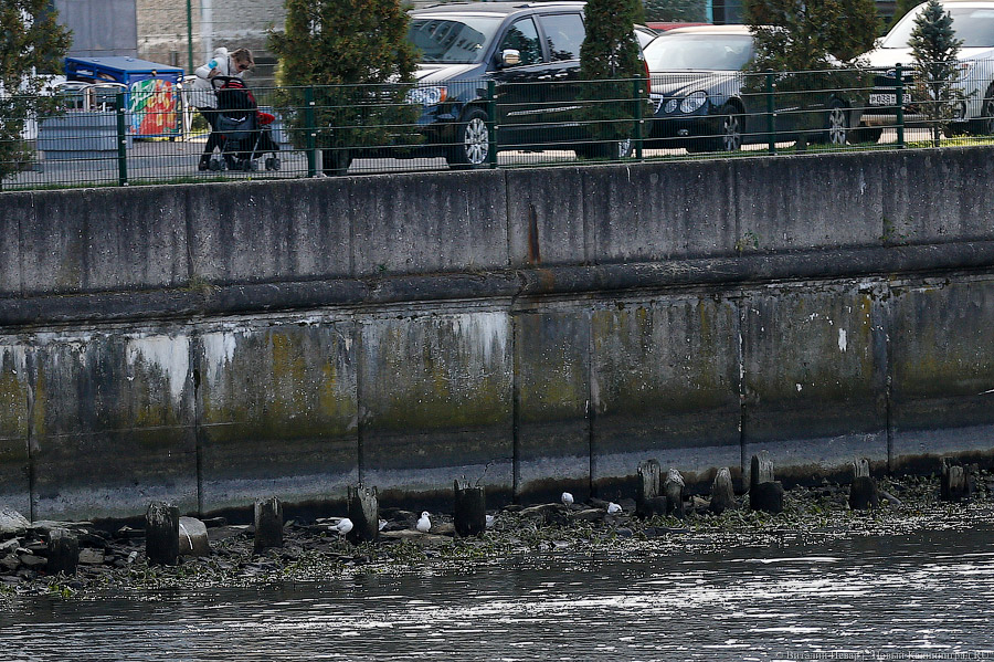 На обследование берега Преголи в центре Калининграда выделили почти 4 млн руб.