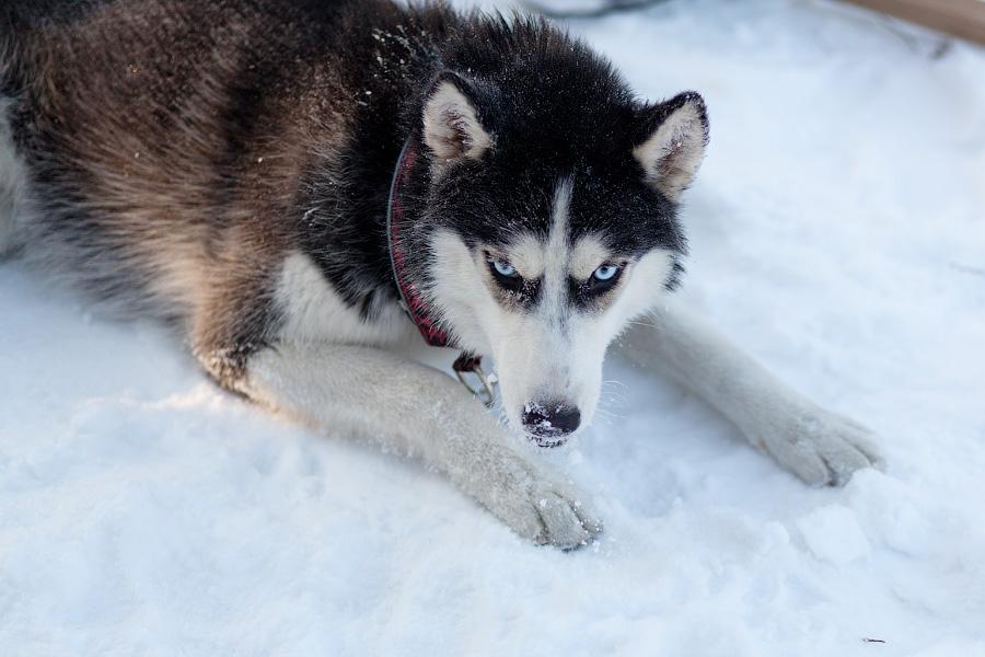 «Сказки о хаски»: фоторепортаж с тренировки ездовых собак и интервью с владельцами