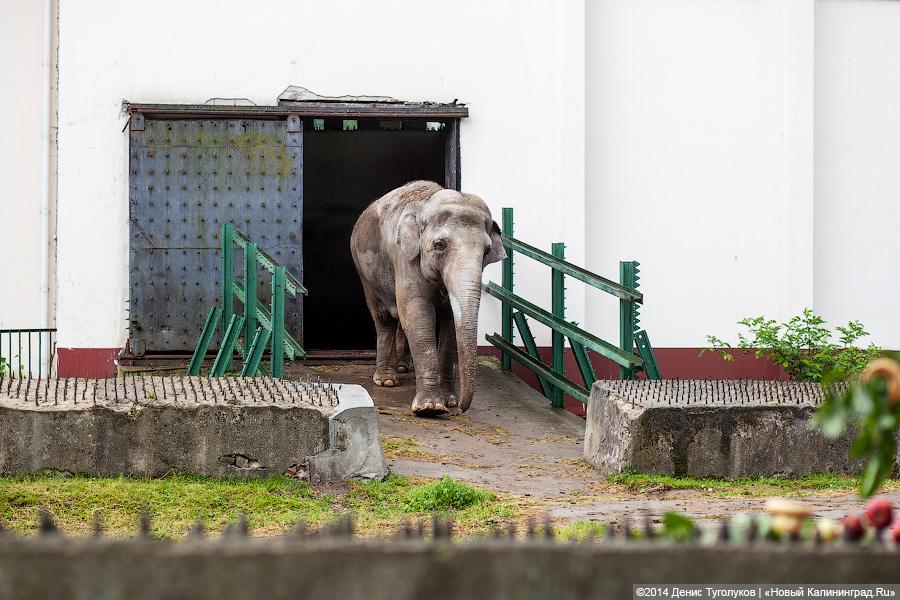 Слониха Преголя. Фото — Денис Туголуков, «Новый Калининград.Ru»