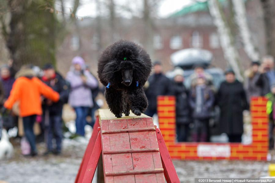 «Праздник для собак»: фоторепортаж из Ботанического сада