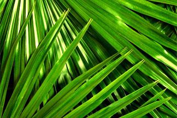 В Калининградском ботаническом саду могут исчезнуть столетние пальмы