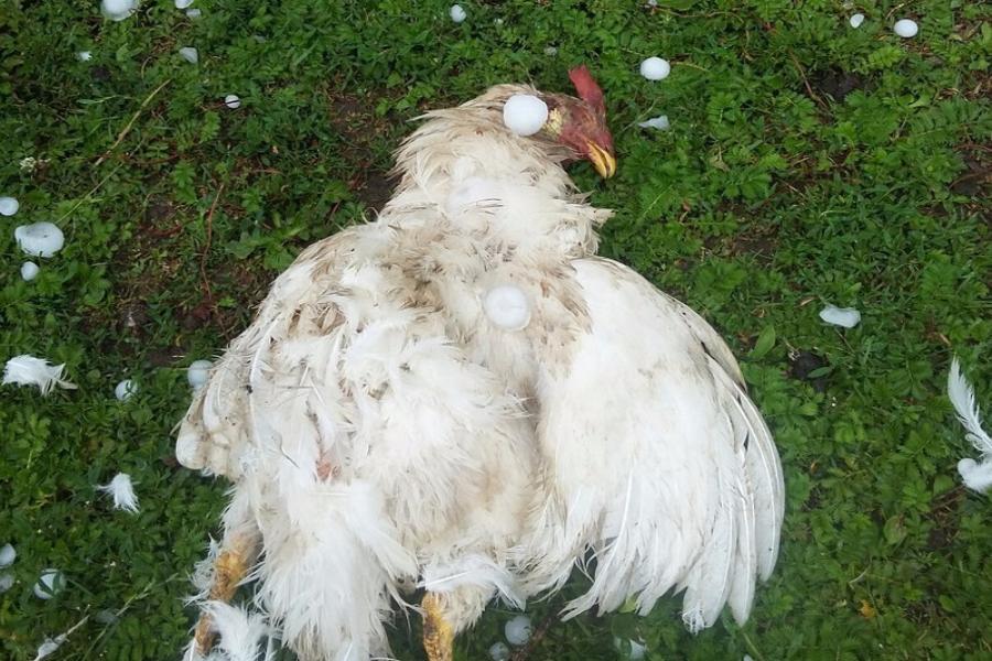 Белая курица погибла из-за града в Калининградской области (фото)