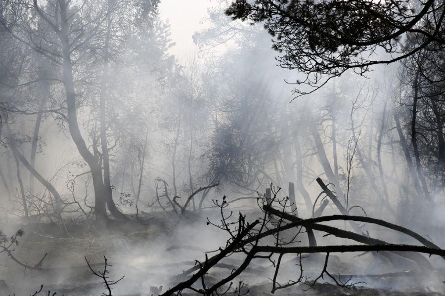Пожар на дюне Эфа: возгорание на Куршской косе тушили вертолёты