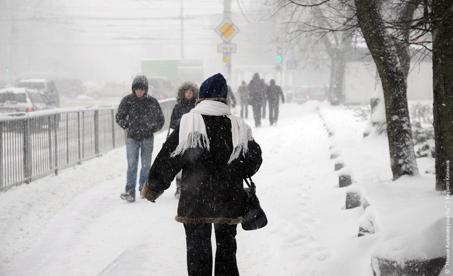 "Нападение белых мух": фоторепортаж "Нового Калининграда.Ru"
