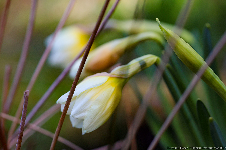 Тот, кто любит цветы: в Калининграде цветёт Ботанический сад (фото)