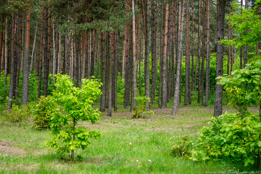 «Не врите мне»: фекалии в воде не портят отдых калининградским купальщикам (фото)