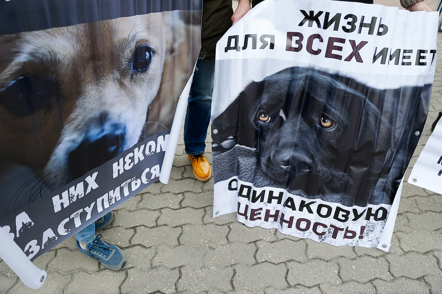 Вместе против живодеров: в Калининграде митинговали в защиту животных