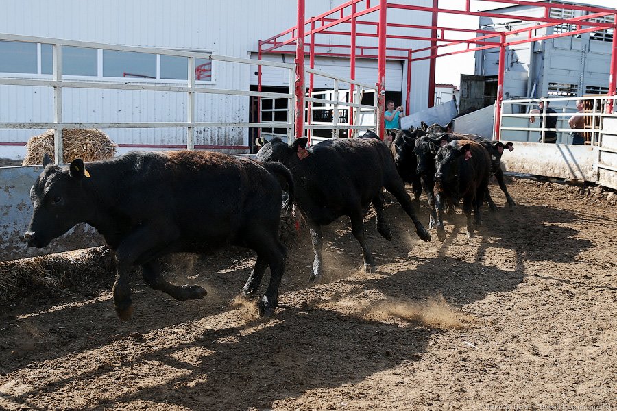 Бойня за землю: что мешает развиваться «Мираторгу» в Калининградской области