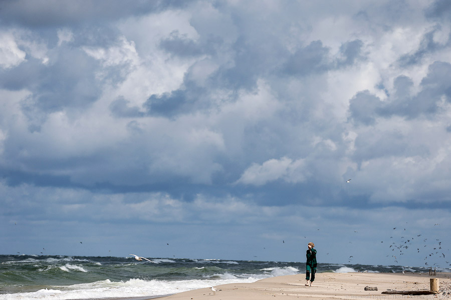 Тюлений «выпускной»: как животные из зоопарка обрели свободу на Балтике