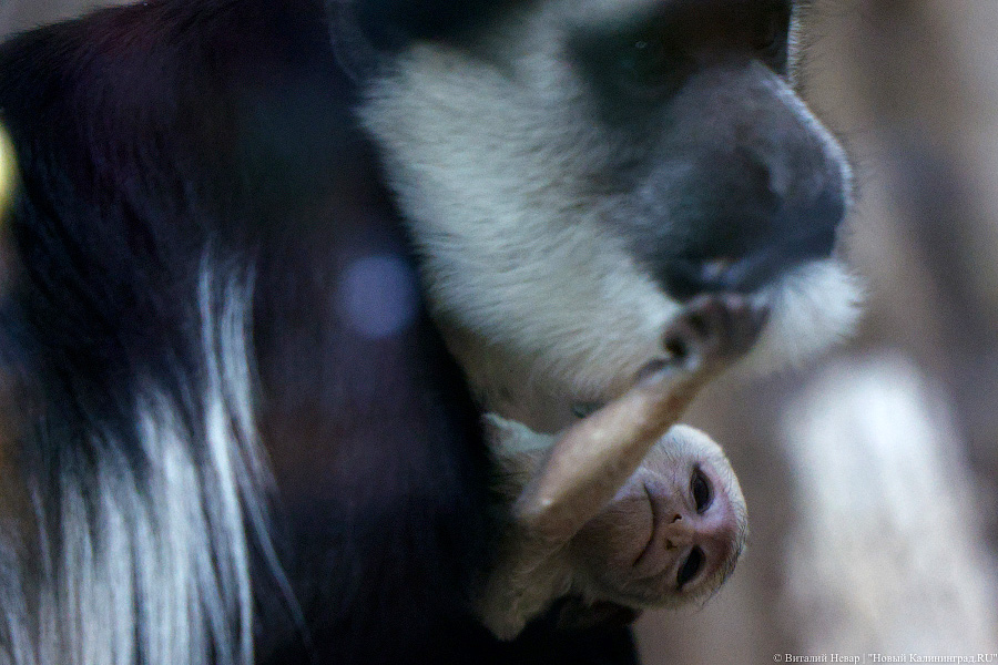Детки Годзиллы: в Калининградском зоопарке родились колобусы (фото)