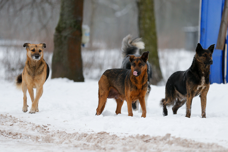 «Петля, намордник, ошейник»: как волонтеры бездомных собак отлавливают