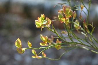 В 2009 году озеленение Калининграда обошлось в 4 млн рублей