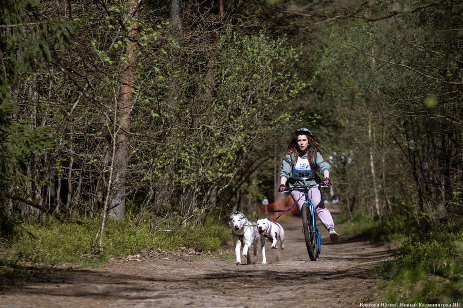 Совсем не Джек Лондон: как калининградцы с питомцами соревновались в ездовом спорте (фото)