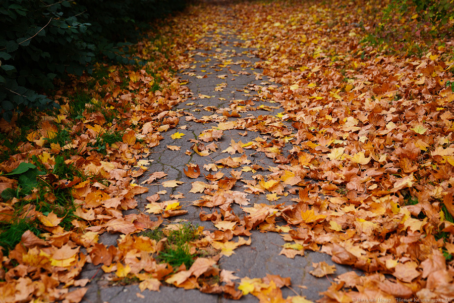 Увидеть в последний раз: осень на стадионе «Спартак», который хотят застроить (фото)
