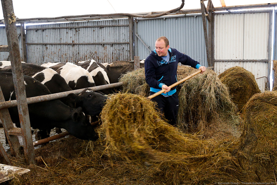 Картошка с молоком: как живут «лучшие начинающие фермеры России» из Славска