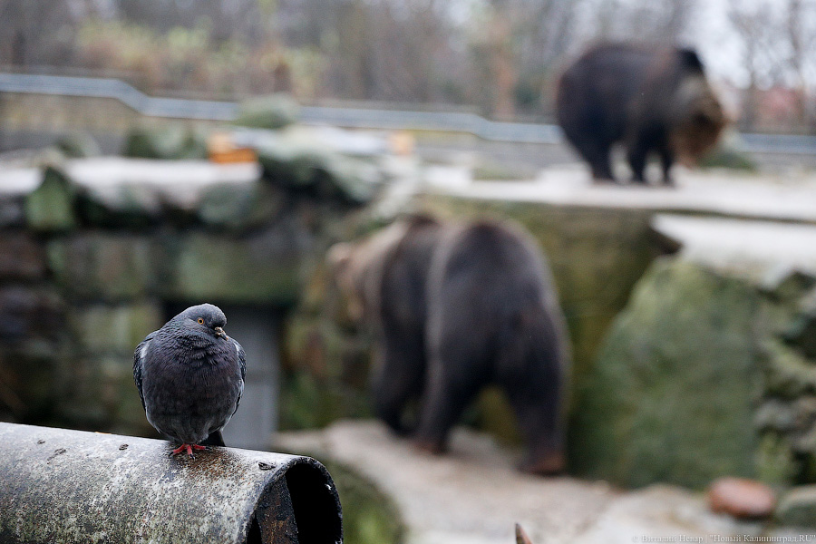 Каша для медведя: как питаются и живут животные в Калининградском зоопарке