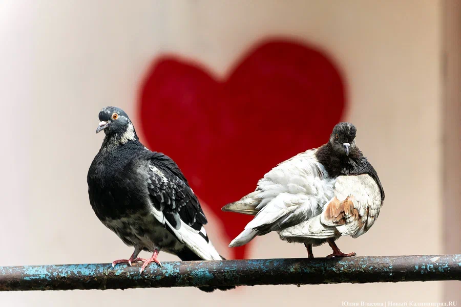 Мороз снова крепчает: погода в Калининградской области 14 февраля