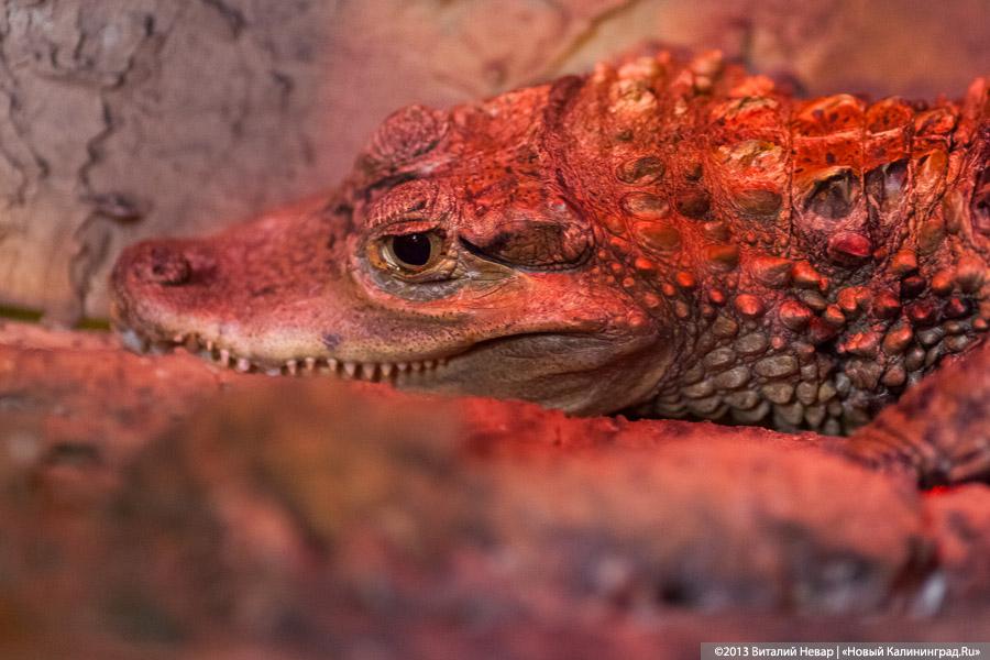 «Зов джунглей»: фоторепортаж с открытия первого калининградского экзотариума