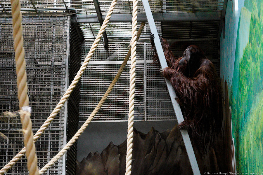 Принц Датский: как орангутан Антон обустроился в Калининградском зоопарке (фото)