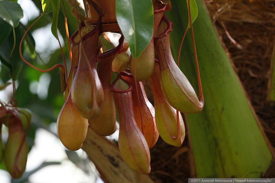 "Самая зеленая зона": фоторепортаж "Нового Калининграда.Ru"