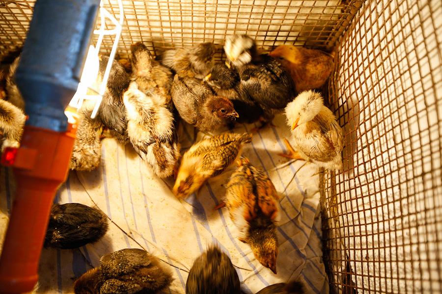 «Боосбан нас отрезал»: жизнь поселка Матросово рядом с Приморским кольцом