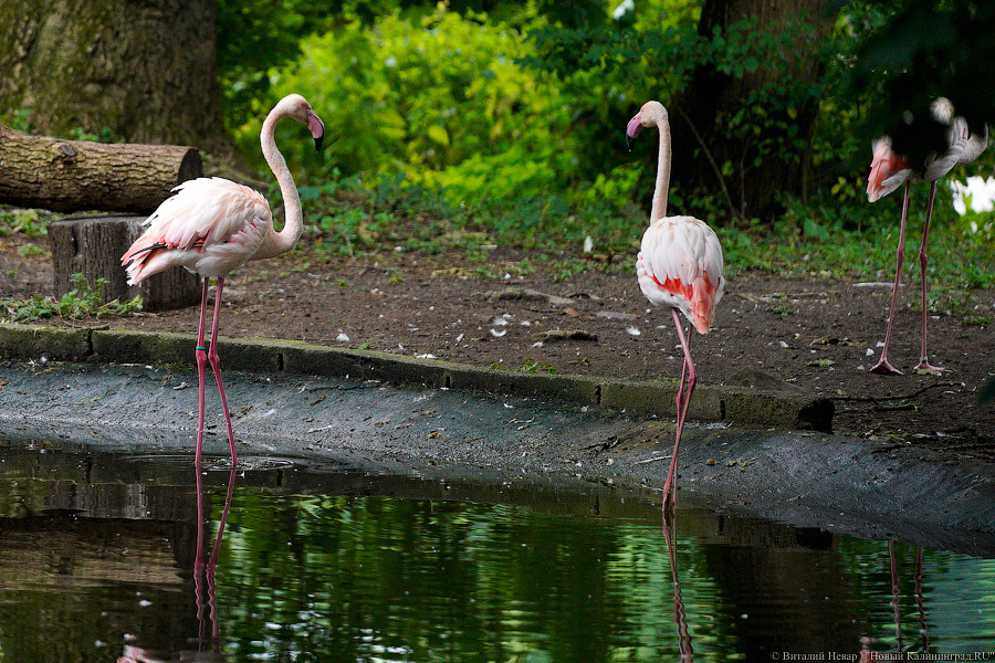 Жаба, гадюка и другие: в зоопарке открылся террариум после ремонта (фото)
