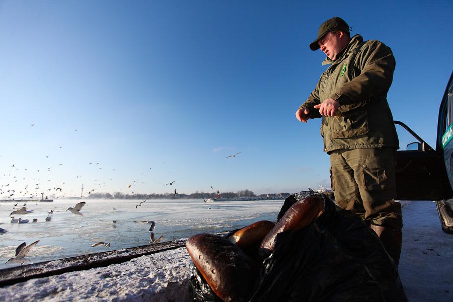 Сотня белых лебедей: как в Балтийске поддерживают замерзающих птиц