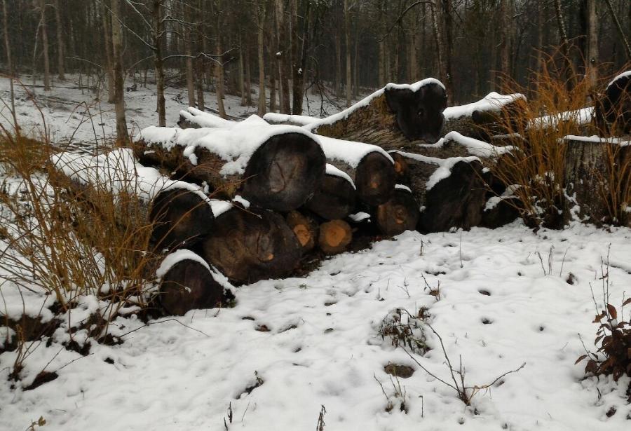 Бывшего госинспектора обвинили в причастности к вырубкам в «Виштынецком» парке