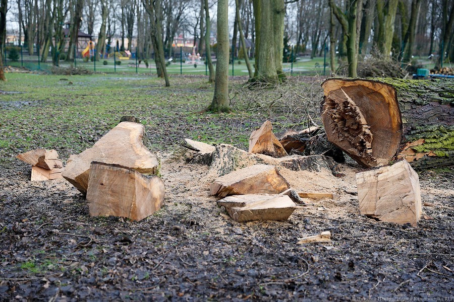 Горсовет внес в облдуму законопроект о компенсационном озеленении дальше 500 метров 