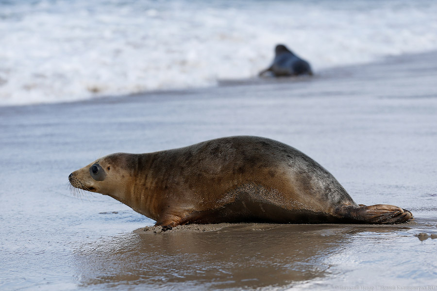 Тюлений «выпускной»: как животные из зоопарка обрели свободу на Балтике