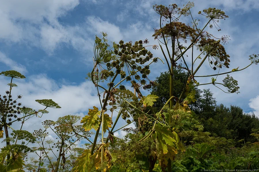 В Россельхознадзоре напомнили об опасности борщевика Сосновского
