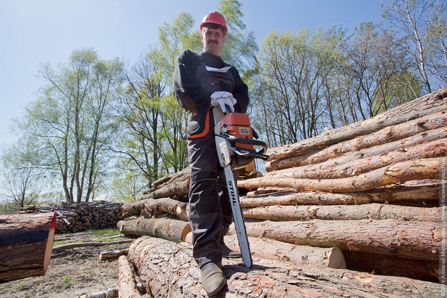 Лесной распил: как проходят соревнования лесорубов (фото)