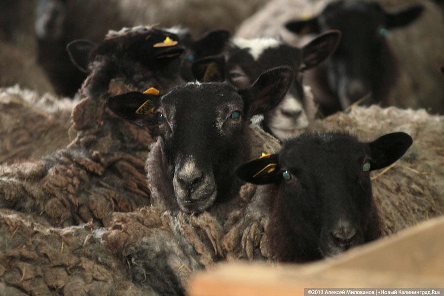 «Это же не Урюпинск!»: Николай Цуканов в Озёрске