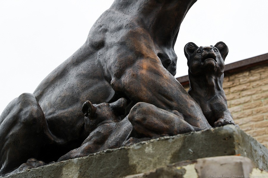 Звери из бронзы: на входе в Калининградский зоопарк установили новые скульптуры (фото)
