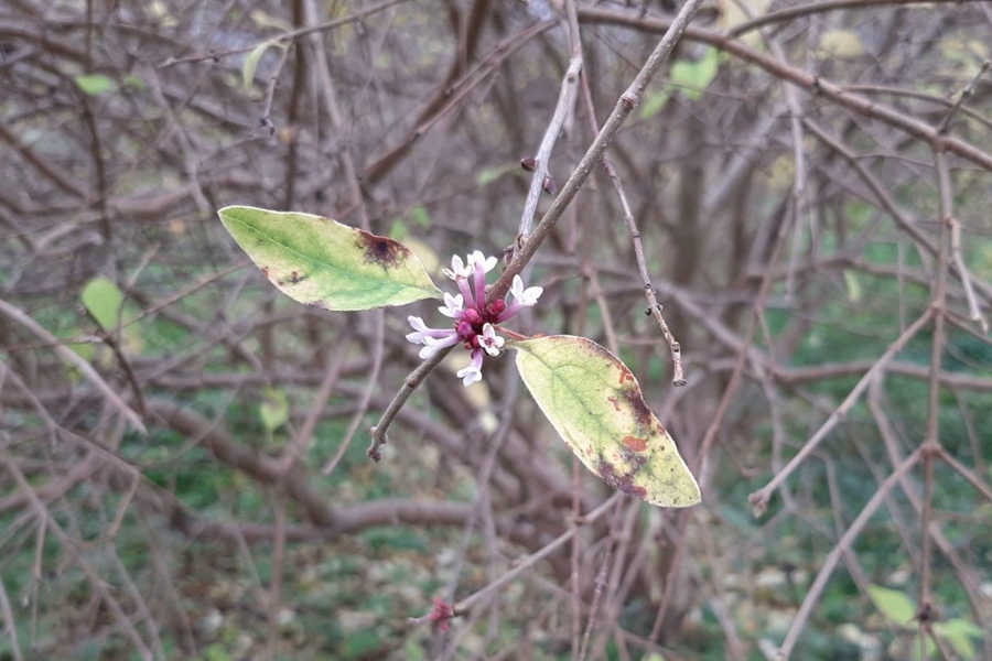 В Ботаническом саду зацвела сирень (фото)