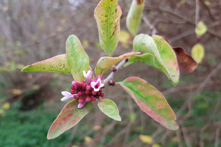 В Ботаническом саду зацвела сирень (фото)