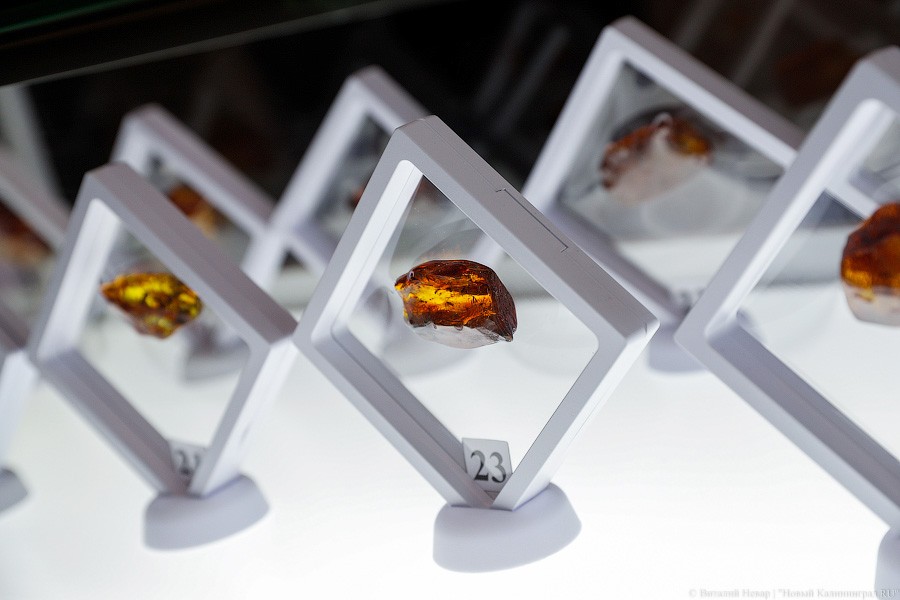 Янтарная козявка: чем закончились первые в Калининграде торги по инклюзам (фото)