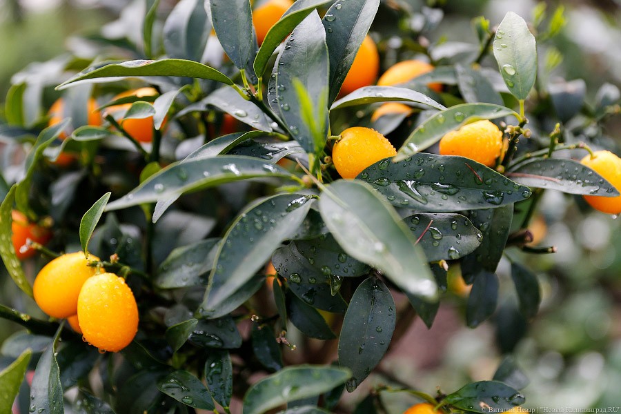 Дом для кактусов: в Ботаническом саду Калининграда открыли оранжерею (фото)