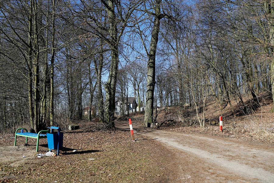 Пеньки в Холмогоровке: кто вырубает лесопарк под Калининградом