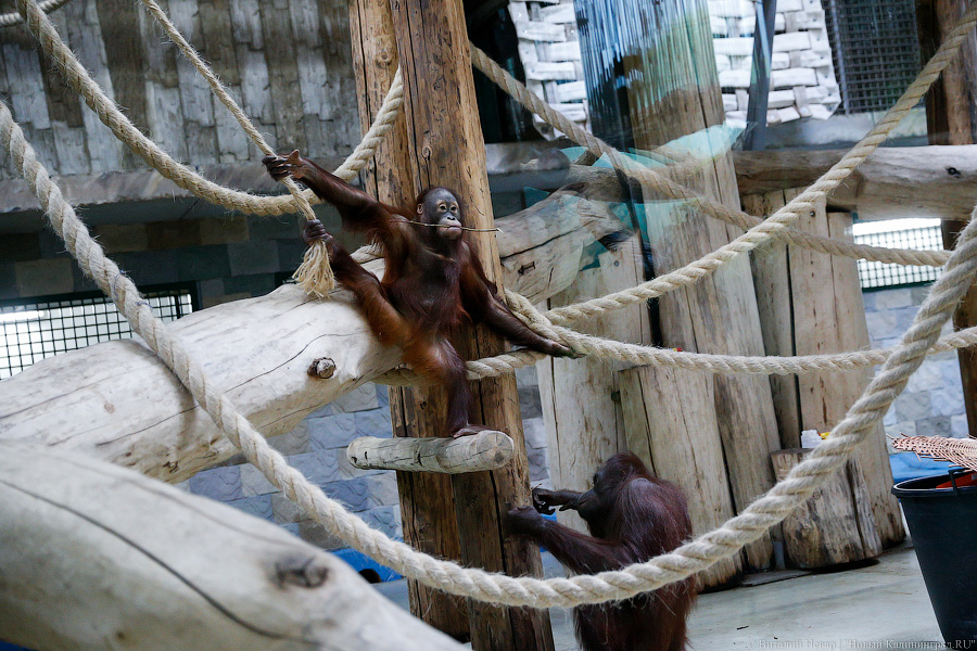 Варяг из Дании: в Калининградском зоопарке поселился орангутан Бенджамин