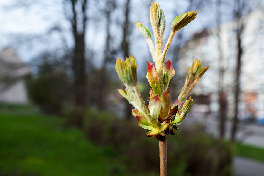 Вдоль Северного обхода намечено высадить 690 деревьев