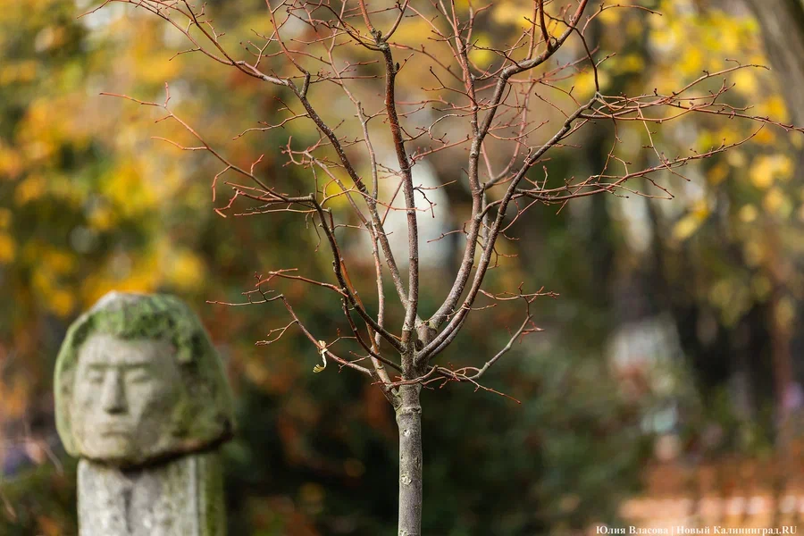 Против калининградца, срубившего куст сирени, возбудили уголовное дело