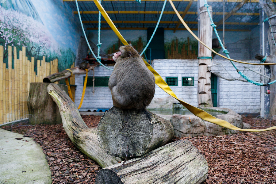 Варяг из Дании: в Калининградском зоопарке поселился орангутан Бенджамин