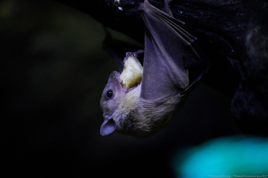 Вот компания какая: Калининградский зоопарк открыл все павильоны для посетителей