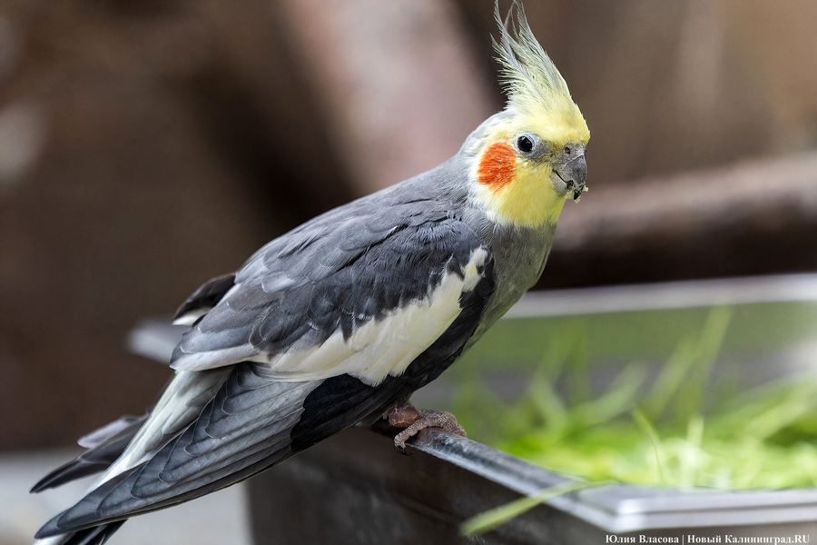 И пух, и перья: как в Калининградском зоопарке отметили День птиц (фото)
