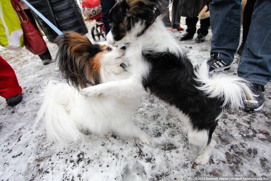 «Праздник для собак»: фоторепортаж из Ботанического сада
