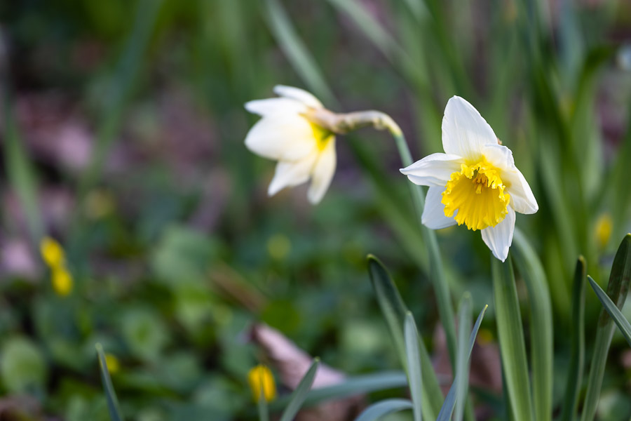 Весна в городе: посмотрите, как зацвёл Ботанический сад (фото)